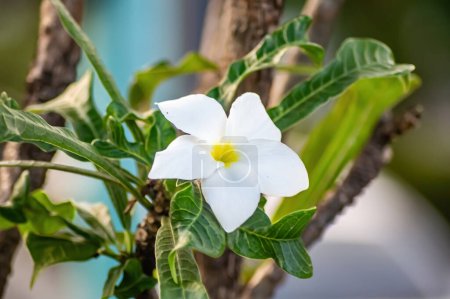Flor de Frangipani, Plumeria alba, con hojas verdes sobre fondo borroso. Flores blancas con amarillo en el centro. Fondo de salud y spa. Concepto spa de verano.