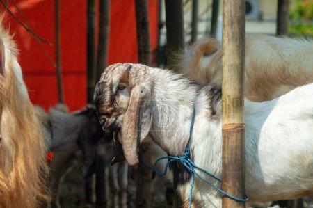 eine Etawa-Ziege oder Capra aegagrus hircus auf einem Tiermarkt oder Bauernhof. Opferfest Eid al-Adha für Muslime auf der ganzen Welt