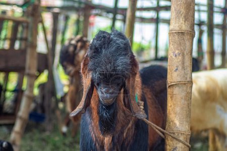 une chèvre etawa ou Capra aegagrus hircus dans un marché aux animaux ou une ferme. sacrifice pour la célébration de l'Aïd al-Adha pour les musulmans du monde entier