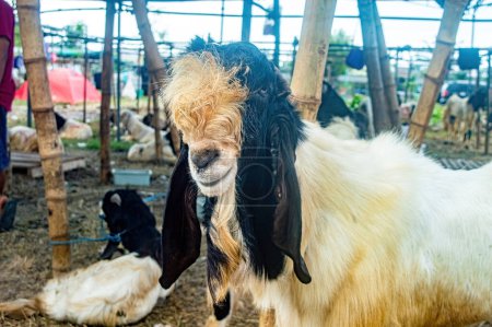 eine Etawa-Ziege oder Capra aegagrus hircus auf einem Tiermarkt oder Bauernhof. Opferfest Eid al-Adha für Muslime auf der ganzen Welt
