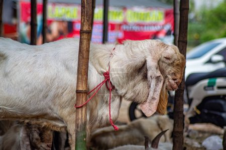 an etawa goat or Capra aegagrus hircus at an animal market or farm. sacrifice for the celebration of Eid al-Adha for Muslims around the world