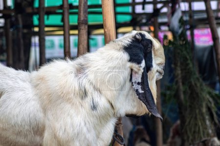 una cabra etawa o Capra aegagrus hircus en un mercado o granja de animales. sacrificio por la celebración de Eid al-Adha para los musulmanes de todo el mundo