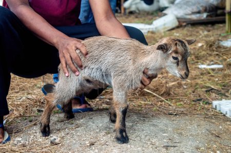 a mountain goat at a livestock market or farm. sacrifice for the celebration of Eid al-Adha for Muslims around the world