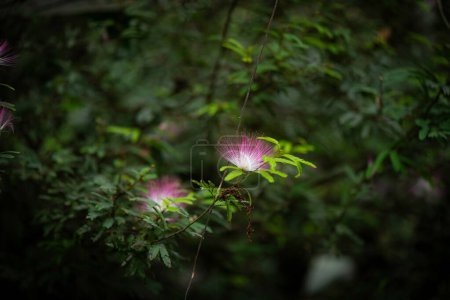 Photo for The Pink Powderpuff - Flowers of Brazil - Royalty Free Image