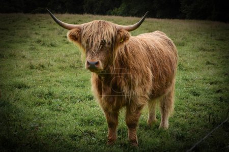 Photo for Highland Cow on a Grass Area - Royalty Free Image