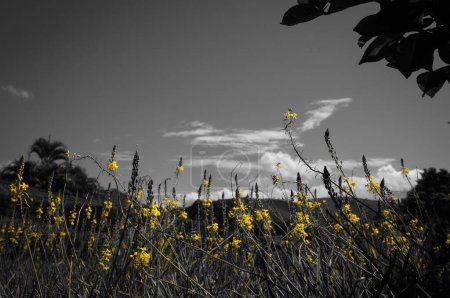 Photo for Yellow Flowers in Brazilian Countryside - Royalty Free Image