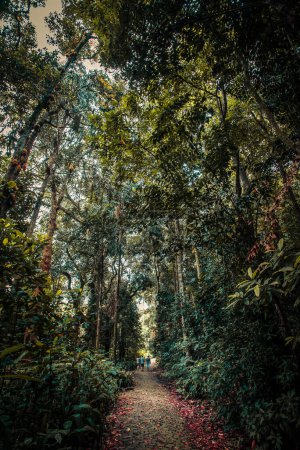 Foto de Camino en un hermoso bosque - Parque Lage, Río de Janeiro, Brasil - Imagen libre de derechos