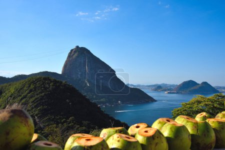 Téléchargez les photos : Un cadre de noix de coco du pain de sucre - Rio de Janeiro, Brésil - en image libre de droit
