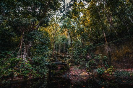 Foto de Un estanque junto al bosque en Parque Lage, Río de Janeiro - Imagen libre de derechos