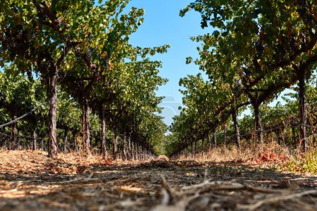 A Beautiful Vineyard on the Silverado Trail - Napa Valley, California