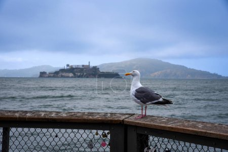 A Western Gull on a Pier by San Francisco Bay, with Alcatraz Island in the Background