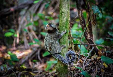 A White-Tufted Marmoset (Callithrix jacchus) Looking Away on a Tree Trunk in Rio de Janeiro, Brazil