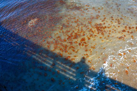 Téléchargez les photos : D'innombrables méduses sur les rives de Monterey Bay - Californie, 2017 - en image libre de droit