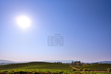 Photo for Sunlight over the Fields of Napa Valley, California - Royalty Free Image