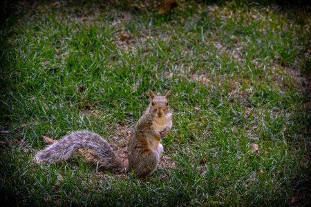 Photo for A Gray Squirrel in Central Park - Manhattan, New York City - Royalty Free Image