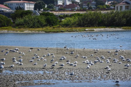 Seagulls on the Sands of Crissy Field Marsh - San Francisco, California
