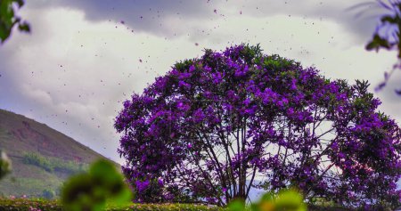 Foto de Pétalos púrpura llevados por el viento desde un hermoso árbol en flor en la campiña de Brasil - Imagen libre de derechos