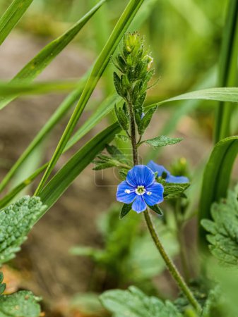 Photo for Germander speedwell (veronica chamaedrys) between green grass blurry background - Royalty Free Image