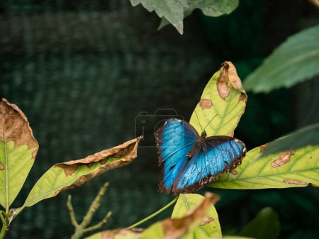 Photo for Tropical south central american shiny colorful blue morpho butterfly on a tree leaf - Royalty Free Image