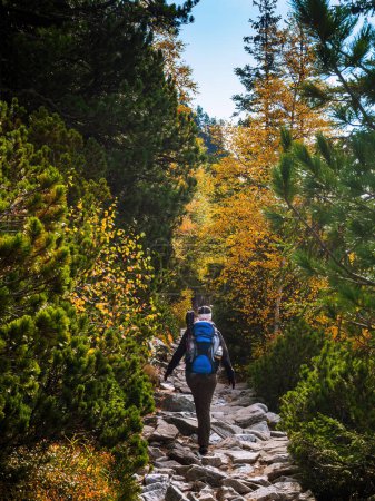 Foto de Mujer joven con una mochila senderismo caminando por un sendero de montaña durante el otoño árboles coloridos amarillo naranja follaje verde - Imagen libre de derechos