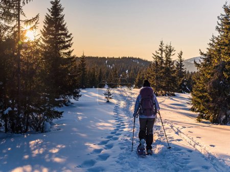 Young woman with a backpack and hiking poles snowshoe walking in a pine forest during golden hour sunset