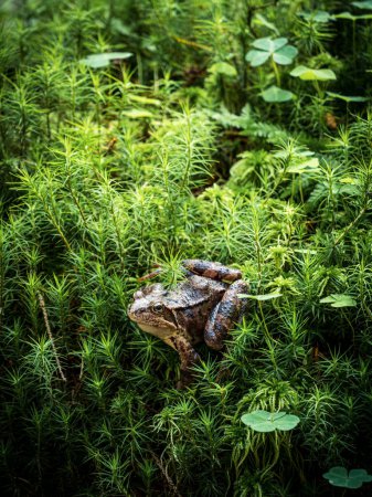 Foto de Rana común marrón entre musgo y tréboles sentada mirando a la cámara - Imagen libre de derechos
