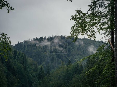 Foto de Misty niebla paisaje de montaña con bosque de abeto y copyspace en Transilvania, Rumania - Imagen libre de derechos