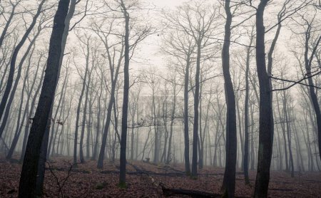 Foggy mysterious spooky fantasy horror forest landscape during autumn winter atmospheric moody