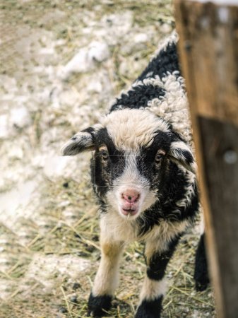 Foto de Retrato de cordero de oveja bebé blanco y negro durante el invierno en un ambiente nevado - Imagen libre de derechos