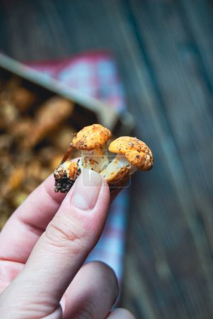 Champignons chanterelle crus et frais en or jaune, gros plan, sur fond de bois, pile de champignons biologiques dans une boîte en bois, champignons