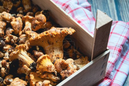 Photo for Yellow gold raw and fresh chanterelle mushrooms, closeup, on a wood background, pile of organic mushrooms in a wooden box, fungi - Royalty Free Image