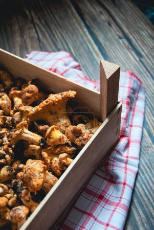 Yellow gold raw and fresh chanterelle mushrooms, closeup, on a wood background, pile of organic mushrooms in a wooden box, fungi