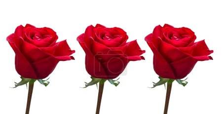 Three red rose flowers isolated on white background, rose flower close-up