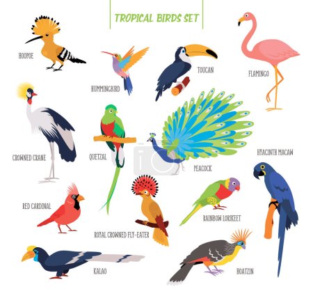 Ilustración de Conjunto vectorial de aves tropicales de dibujos animados aisladas sobre fondo blanco. Pegatinas para pájaros. Ilustración plana. - Imagen libre de derechos