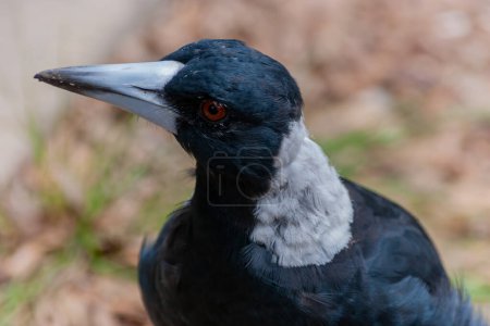 Photo for A close up of an Australian Magpie - Royalty Free Image