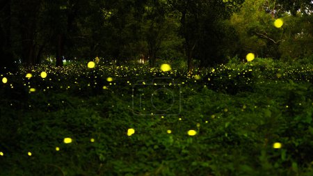 Photo for City of fireflies, Prachinburi, Thailand, go for a living in the evening. A lot of fireflies are a special season as a natural phenomenon. Long shutter speeds may cause noise. - Royalty Free Image