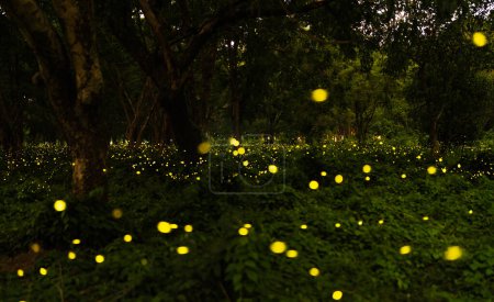 Die Stadt der Glühwürmchen, Prachinburi, Thailand, lebt am Abend. Viele Glühwürmchen sind als Naturphänomen eine besondere Jahreszeit. Lange Verschlusszeiten können Lärm verursachen.