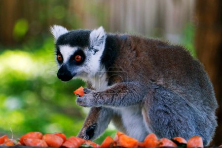 Téléchargez les photos : Le lémurien à queue cerclée (Lemur catta) est un grand primate strepsirrhinien et le lémurien le plus reconnu en raison de sa longue queue annelée noire et blanche. Il appartient à Lemuridae - en image libre de droit