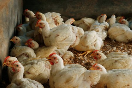Foto de Pollo de engorde blanco en una jaula para el negocio de la carne - Imagen libre de derechos