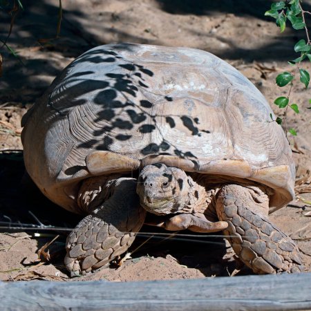Photo for Galpagos giant tortoise is a species of very large tortoise - Royalty Free Image