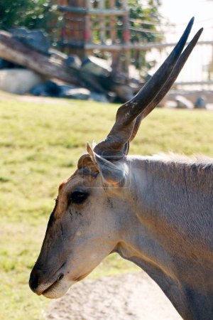 Foto de Head shot of common eland (Taurotragus oryx), también conocido como eland sur o eland antílope, es una sabana de gran tamaño y antílope de llanuras que se encuentra en África oriental y meridional. - Imagen libre de derechos