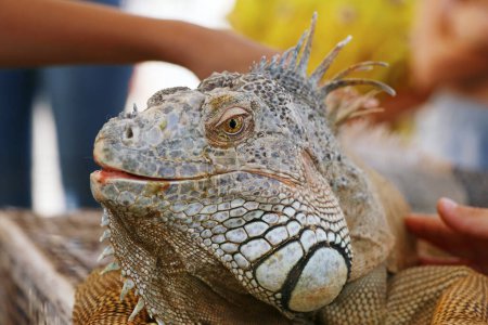 iguana lizard head with multi color scale in close up