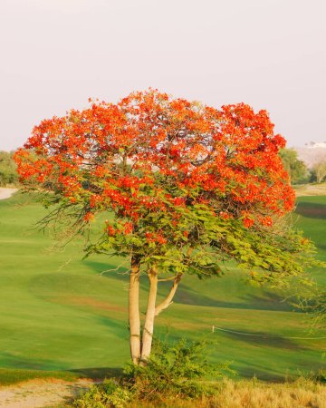 Foto de Flame tree with full of red fiery flowers on spring season in a green field. - Imagen libre de derechos