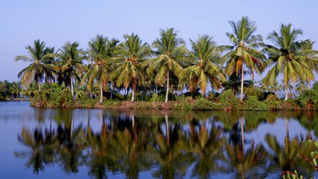 Téléchargez les photos : Vue sur les cocotiers luxuriants près d'un lac backwater sur un fond de ciel bleu clair.bel endroit tropical paysage naturel, kerala Inde - en image libre de droit