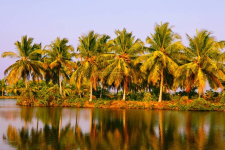 Téléchargez les photos : Vue sur les cocotiers luxuriants près d'un lac d'eau douce, beau paysage naturel lieu tropical, kerala Inde - en image libre de droit