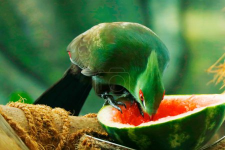 Téléchargez les photos : Le turaco de Guinée, également connu sous le nom de turaco vert ou lourie verte, est une espèce de turaco, un groupe d'oiseaux otidimorphes appartenant à la famille des Musophagidae. - en image libre de droit
