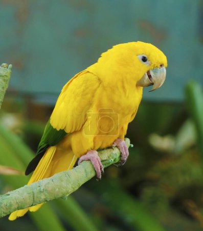 Téléchargez les photos : La perruche dorée ou conure dorée, est un perroquet néotropical jaune doré de taille moyenne, son plumage est principalement jaune vif - en image libre de droit