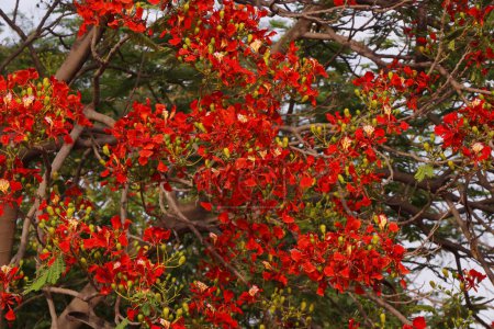 Foto de Árbol de llama lleno de flores rojas ardientes en la temporada de primavera - Imagen libre de derechos