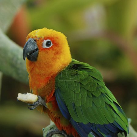 Téléchargez les photos : La perruche solaire, également connue en aviculture sous le nom de conure solaire, est un perroquet de taille moyenne et de couleur vibrante originaire du nord-est de l'Amérique du Sud.. - en image libre de droit