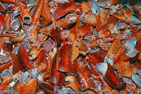 coquilles de homard canadiennes principalement utilisées comme engrais et base pour les soupes et les stocks de fruits de mer